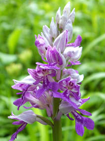 Orchis militaris